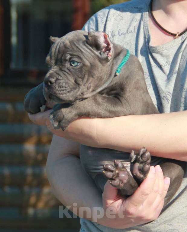 Собаки в Москве: Мальчик серого окраса, 2 месяца. Мальчик, 80 000 руб. - фото 1