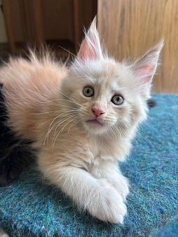 котенок мейн-кун#