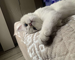Кошки в Москве: Срочно отдам котика британца, 7 месяцев Мальчик, Бесплатно - фото 3