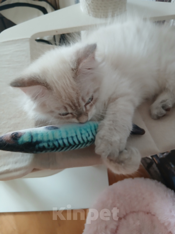 Кошки в Москве: котенок-котик Мальчик, Бесплатно - фото 3