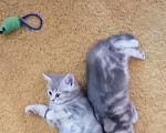 Кошки в Омске: Шотландская короткошерстная(котенок) Разнополые, Бесплатно - фото 7