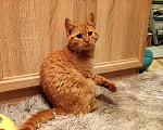 Кошки в Санкт-Петербурге: Хороший ласковый котёнок-рыжик Мальчик, Бесплатно - фото 1