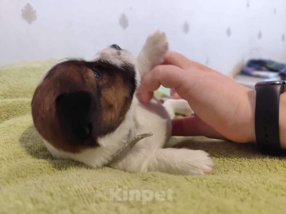 Собаки в Калининграде: Щенки джек рассел терьера Девочка, 60 000 руб. - фото 8