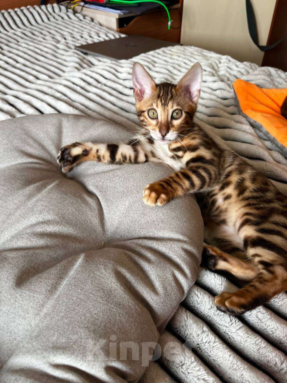 Кошки в Самаре: Бенгальский мальчишка Veritay Bentley  Мальчик, 60 000 руб. - фото 9
