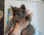 Кошки в Пензе: Котенок в добрые руки Девочка, 1 руб. - фото 2