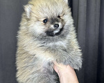 Собаки в Калининграде:  порода померанский шпиц Мальчик, 35 000 руб. - фото 1