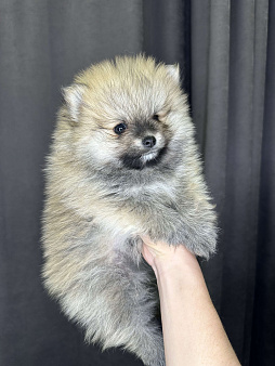  порода померанский шпиц