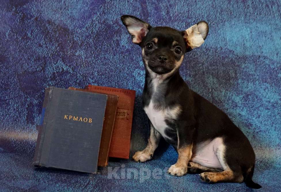 Собаки в Кудрово: Мальчик чихуахуа Мальчик, 40 000 руб. - фото 1