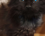 Кошки в Москве: Мейн-кун  черный дым Мальчик, 50 000 руб. - фото 2