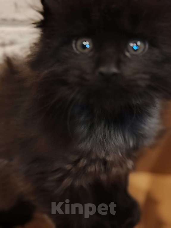 Кошки в Москве: Мейн-кун  черный дым Мальчик, 50 000 руб. - фото 2