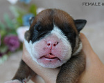 Собаки в других городах Воронежской области: Староанглийский бульдог Девочка, 80 000 руб. - фото 2