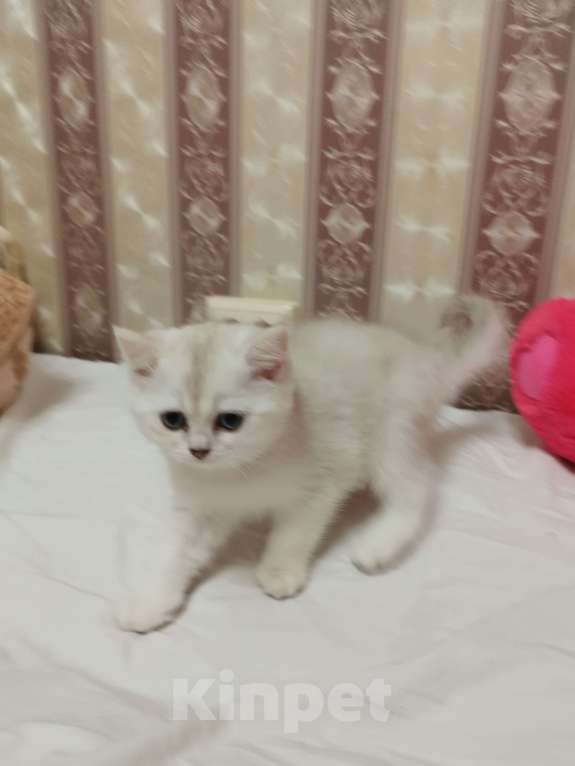 Кошки в Санкт-Петербурге: Трамп Мальчик, 15 000 руб. - фото 4