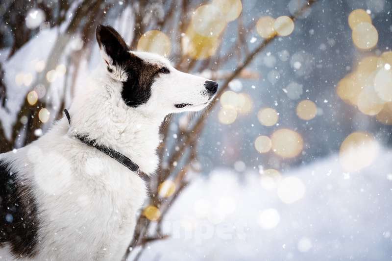 Собаки в Котельнике: Белая аристократка Бэлль в добрые руки Девочка, Бесплатно - фото 1