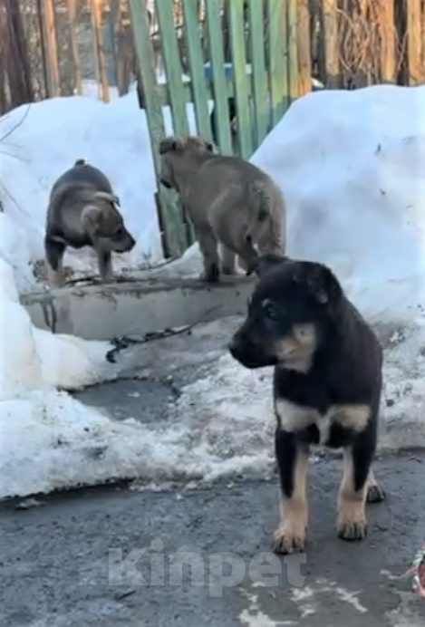 Собаки в других городах Владимирской области: Шаловливый щенок хорошему хозяину Девочка, Бесплатно - фото 8
