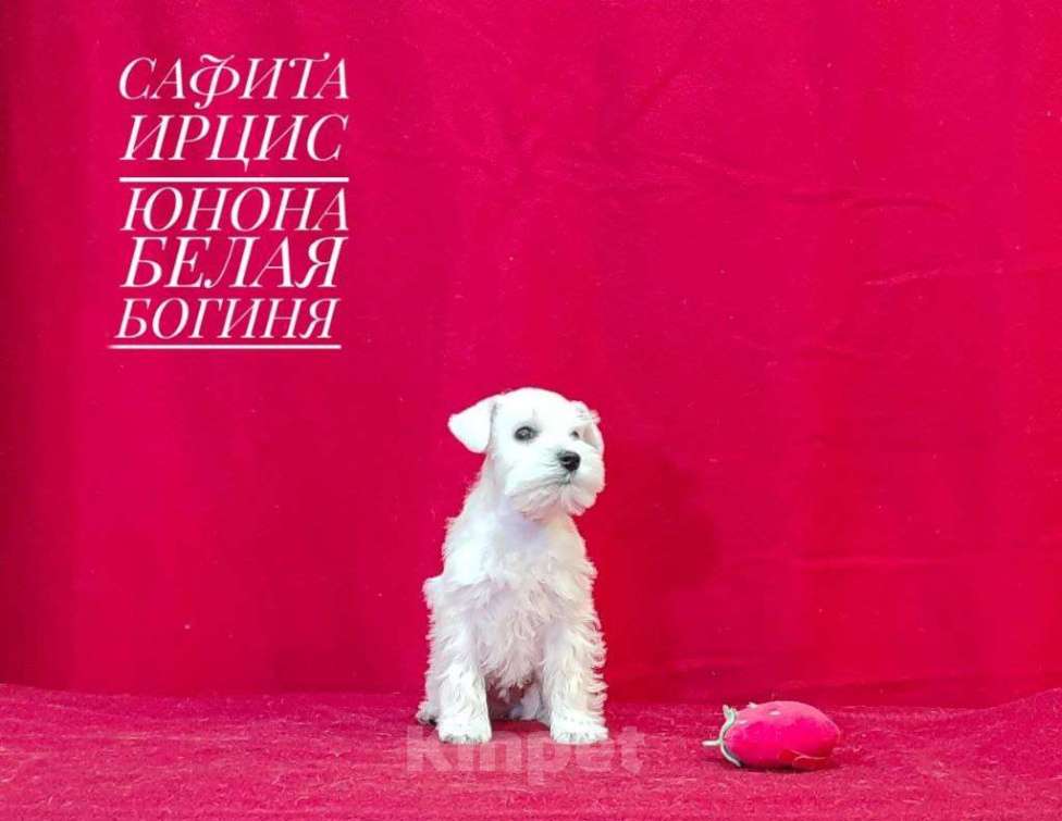 Собаки в Омске: Цвергшнауцер щенок белый Разнополые, Бесплатно - фото 6