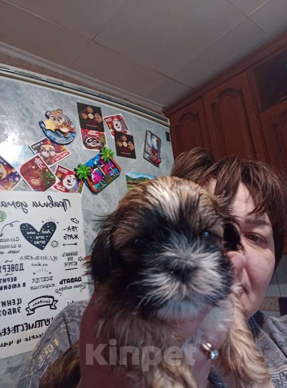 Собаки в Чехове-2: Ши-тцу Мальчик, 25 000 руб. - фото 10