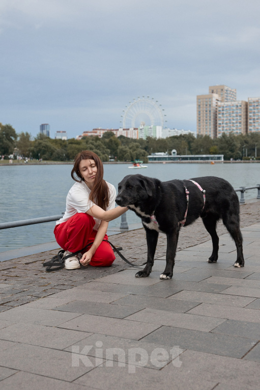 Собаки в Москве: Рафинад ищет дом Мальчик, Бесплатно - фото 4