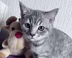Кошки в Краснодаре: Котик Шотландский Прямоухий Мальчик, 2 000 руб. - фото 4