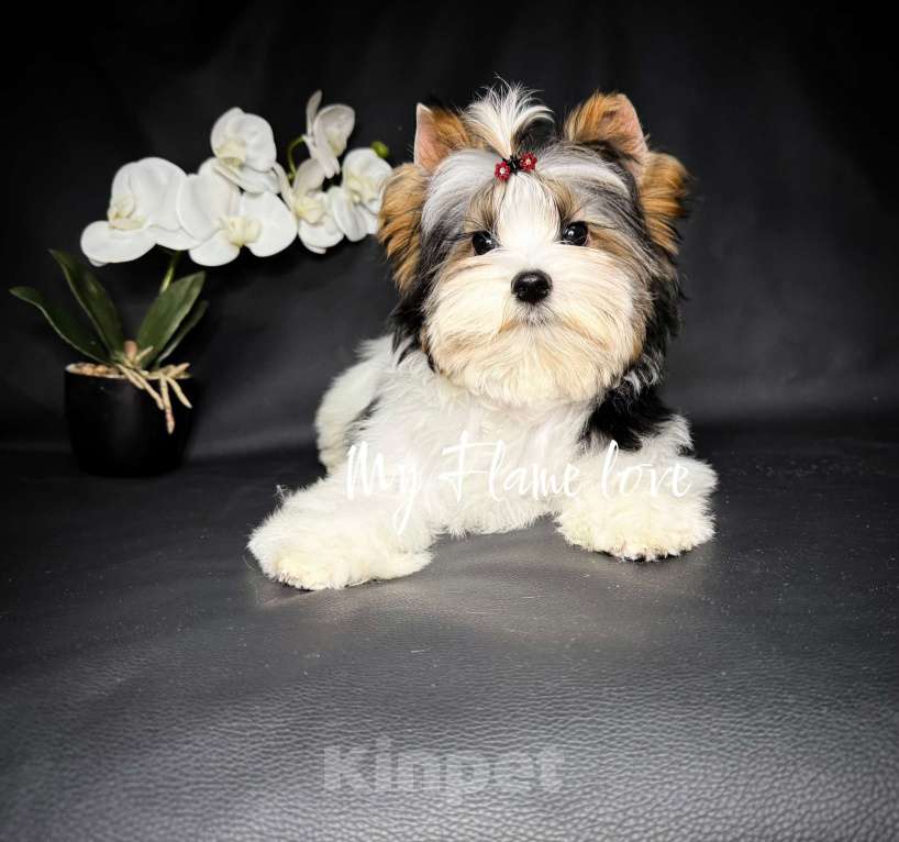 Собаки в Краснодаре: Красивый Мальчик Бивер, Документы РКФ Мальчик, Бесплатно - фото 3