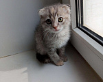 Кошки в Добрянке: Шотландская вислоухая девочка Девочка, 3 000 руб. - фото 4