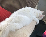 Кошки в Луховицах: Глухой кот ищет хозяина с добрым сердцем Мальчик, 100 руб. - фото 3