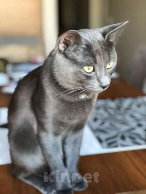 Кошки в Москве: Крупный русский голубой красавец кот Алекс в добрые руки Мальчик, Бесплатно - фото 2