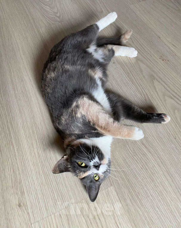 Кошки в Москве: Пепельная трехцветная Шерри Девочка, Бесплатно - фото 3