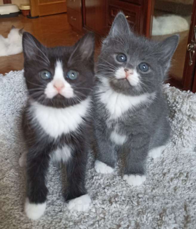 Кошки в Москве: Очаровашка черная с белым Девочка, 1 000 руб. - фото 1