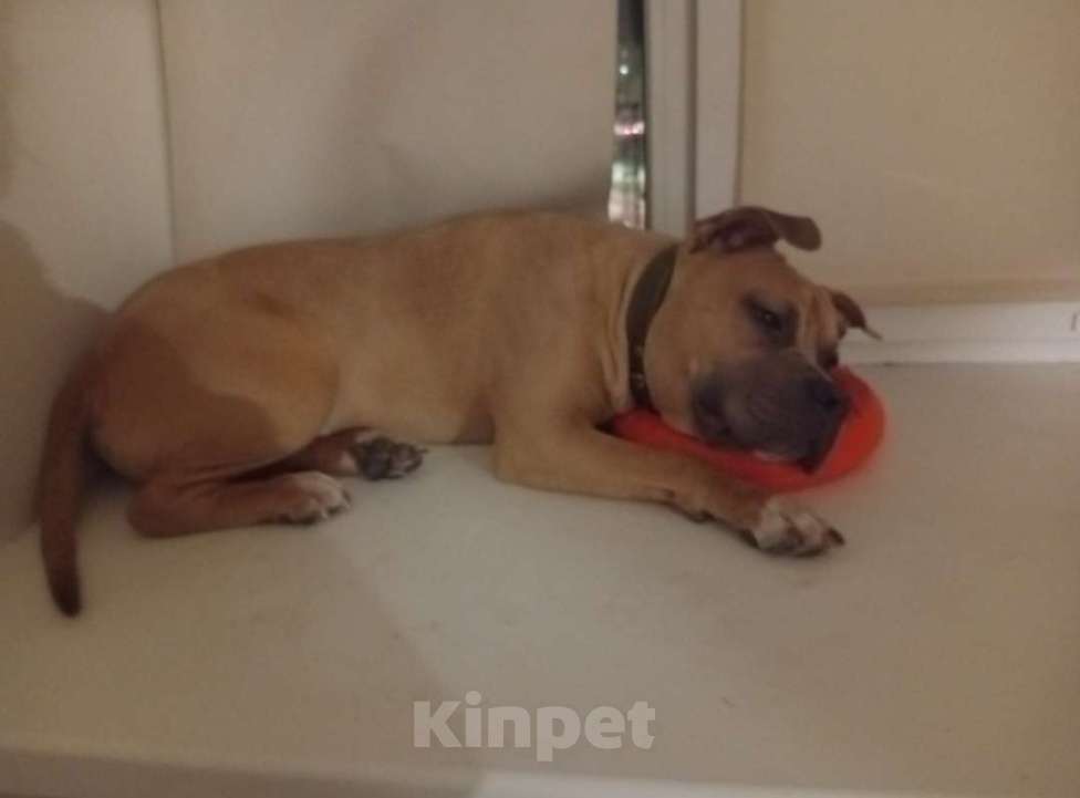 Собаки в Петрозаводске: Американский стаффордширский терьер Мальчик, Бесплатно - фото 1