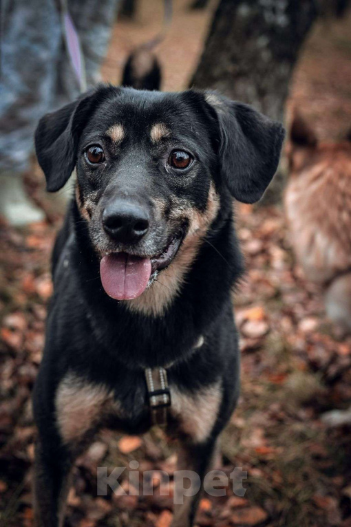 Собаки в Москве: Гарик Мальчик, Бесплатно - фото 1