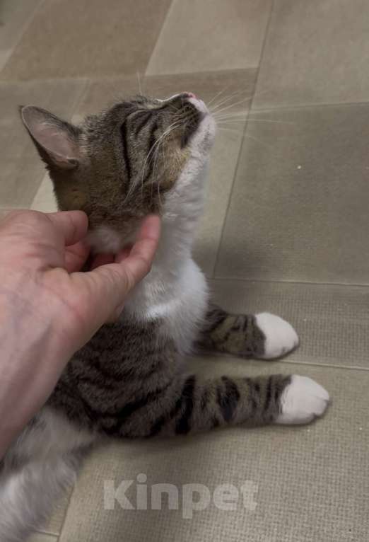 Кошки в Санкт-Петербурге: Молодой ласковый шпротик в добрые руки Мальчик, Бесплатно - фото 5