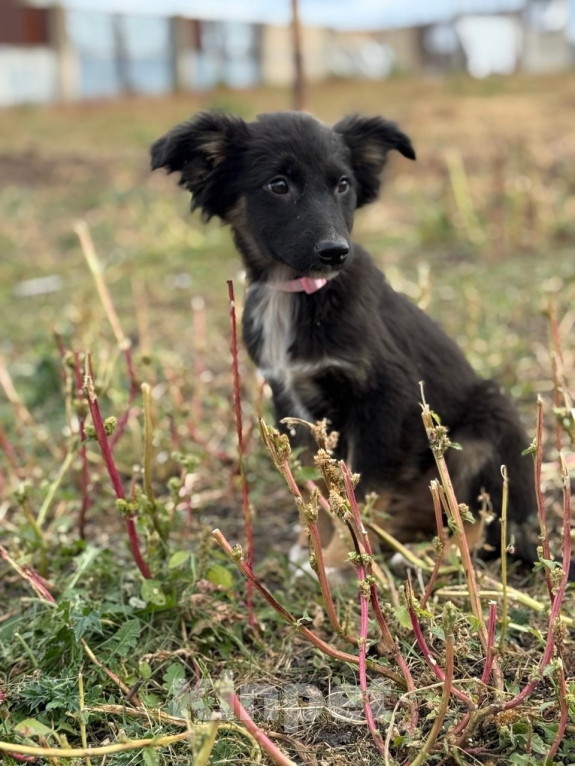 Собаки в Воронеже: Щенок в добрые руки  Девочка, Бесплатно - фото 6