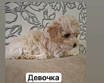 Собаки в Нижнем Новгороде: Той- пудель девочка (светленькая)  Девочка, 55 000 руб. - фото 1
