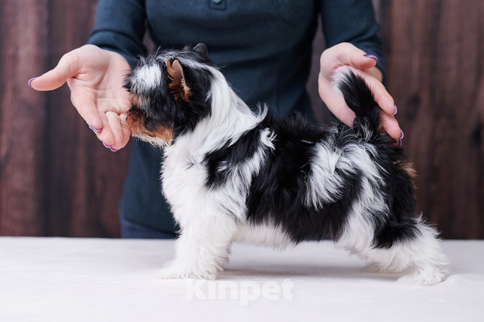 Собаки в Челябинске: Бивер терьер щенок , кобель Мальчик, 80 000 руб. - фото 2