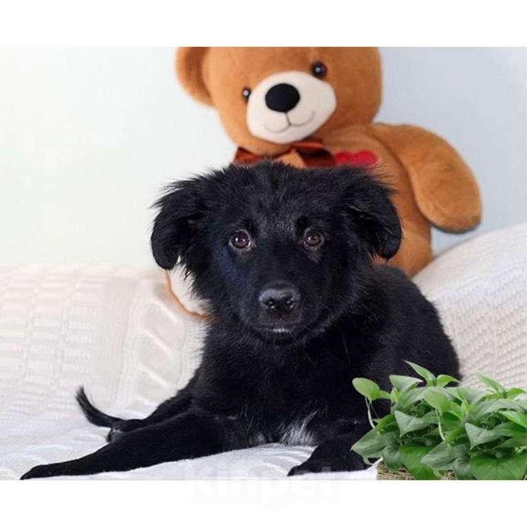 Собаки в Казани: Щенок Девочка, Бесплатно - фото 1