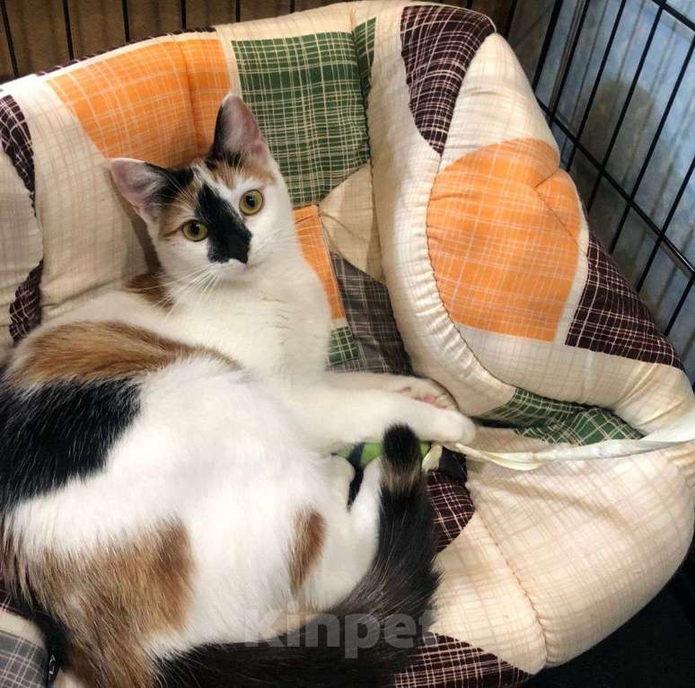 Кошки в Москве: Если бы Кики была человеком, с ней бы все хотели дружить Девочка, Бесплатно - фото 2