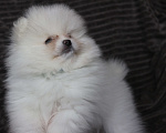 Собаки в Железногорске: Суперпушистый белоснежный шпиц. РКФ, метрика, родословная. Мальчик, 110 000 руб. - фото 2