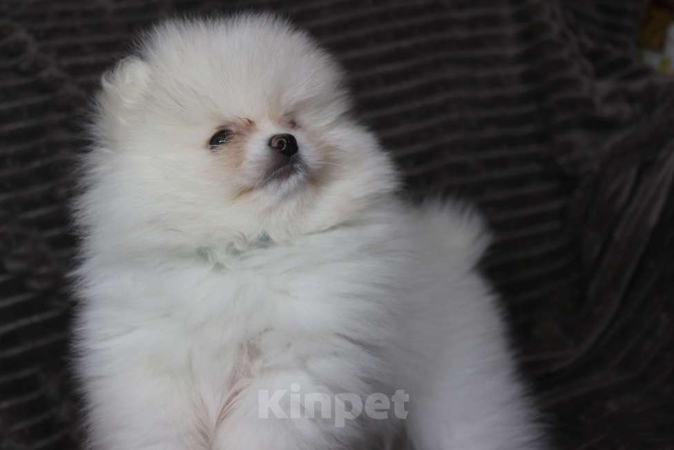 Собаки в Железногорске: Суперпушистый белоснежный шпиц. РКФ, метрика, родословная. Мальчик, 110 000 руб. - фото 2