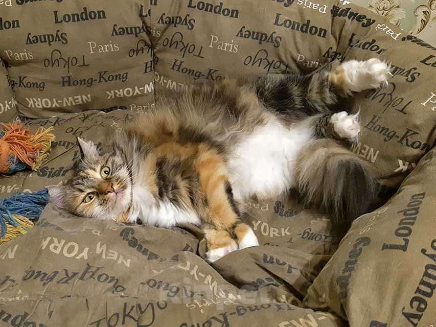 Кошки в Москве: Домашняя трехцветная кошечка Дэлька в добрые руки Девочка, 10 руб. - фото 3