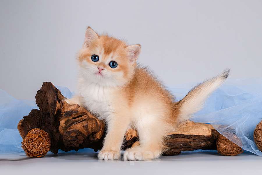 Кошки в Москве: Британские котята.Золото шиншиллы.Красивый подарок Девочка, Бесплатно - фото 5