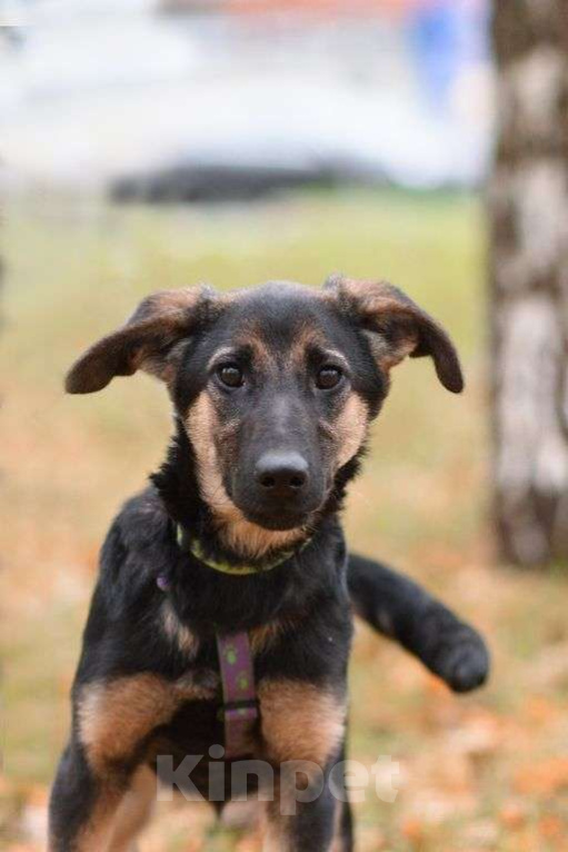 Собаки в Москве: Дейзи Девочка, Бесплатно - фото 1