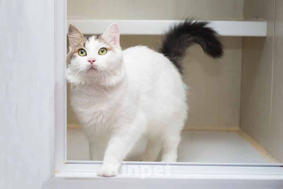 Кошки в Москве: Котик Милош Клыкович  Мальчик, Бесплатно - фото 1