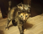 Кошки в Москве: Котенок в добрые руки Девочка, Бесплатно - фото 2