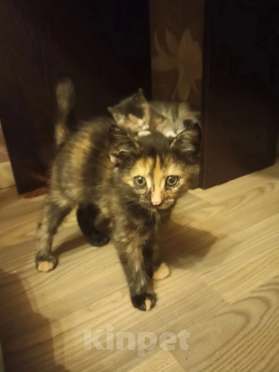 Кошки в Москве: Котенок в добрые руки Девочка, Бесплатно - фото 2