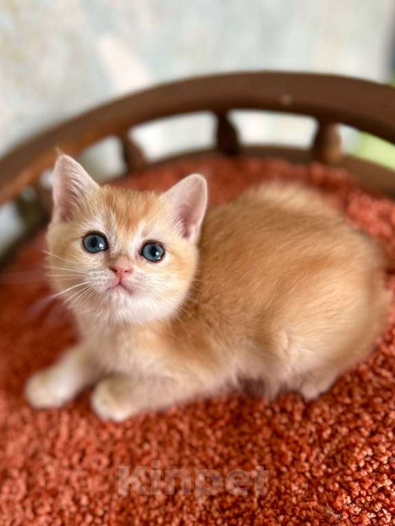 Кошки в Москве: Кошечка Золотая Шиншилла  Девочка, 35 000 руб. - фото 3