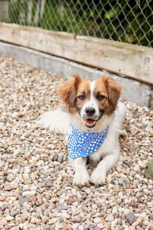 Собаки в других городах Московской области: Арни ищет семью Мальчик, Бесплатно - фото 10