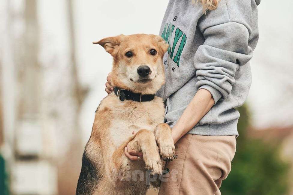 Собаки в Лосином-Петровском: Дакота валентинка в добрые руки Девочка, Бесплатно - фото 5