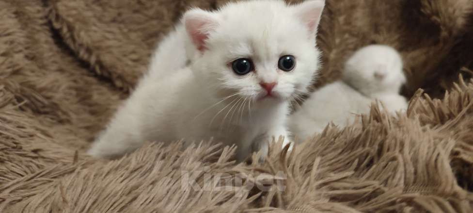 Кошки в Москве: Юлий Цезарь  Мальчик, Бесплатно - фото 2