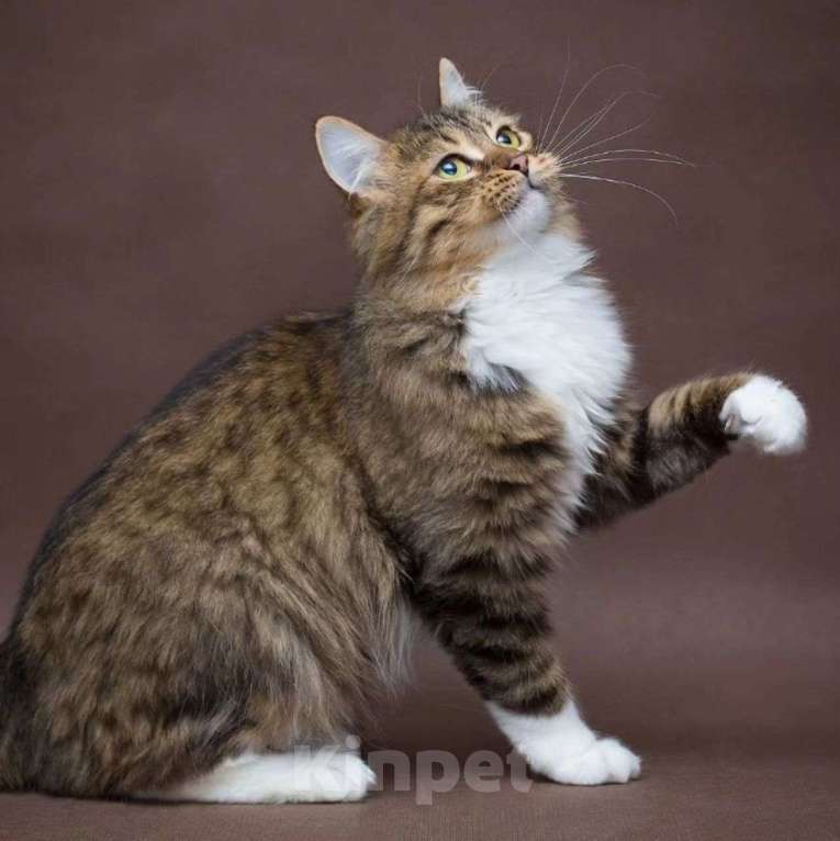 Кошки в Москве: Пушистая Шарли с грустными глазками Девочка, Бесплатно - фото 2