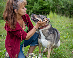 Собаки в Солнечногорске: Фея в добрые руки Девочка, Бесплатно - фото 9